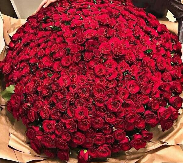 عکس زیبا گل رز قرمز