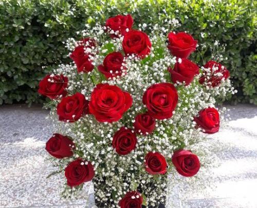 عکس زیبا گل رز قرمز