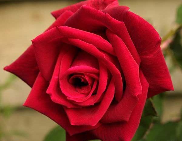 عکس زیبا گل رز قرمز
