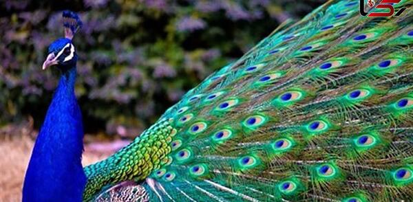 عکس طاووس طبیعی