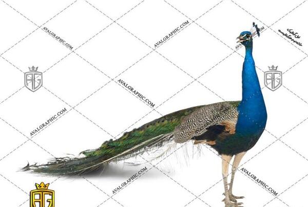 عکس طاووس برای طراحی