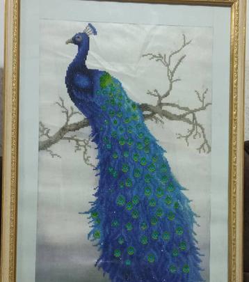 عکس طاووس برای طراحی