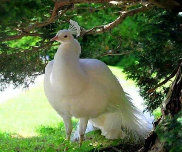 عکس بسیار زیبای طاووس
