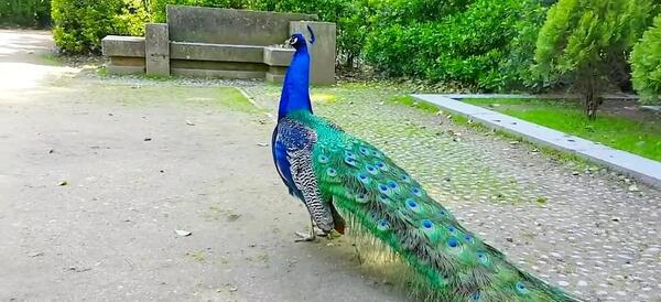 عکس بسیار زیبای طاووس