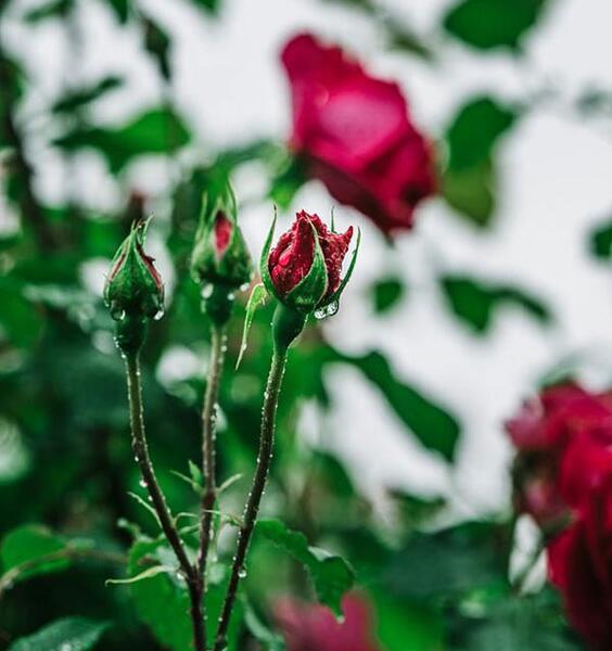 عکس زیبا گل محمدی