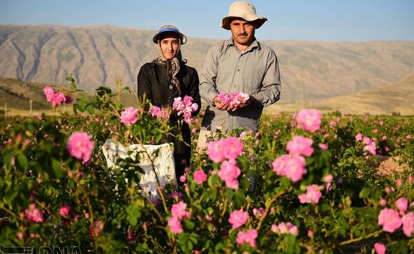 عکس زیبا گل محمدی