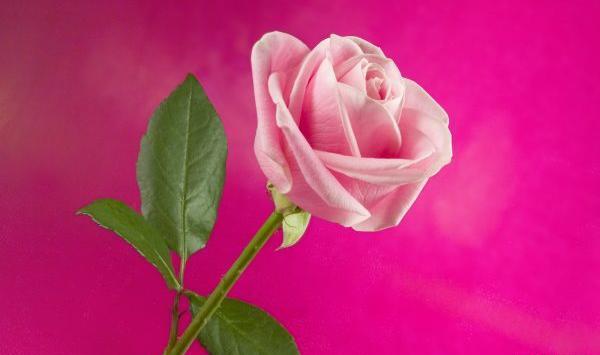 عکس زیبا گل محمدی