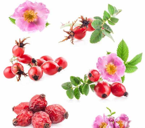 عکس زیبا گل محمدی
