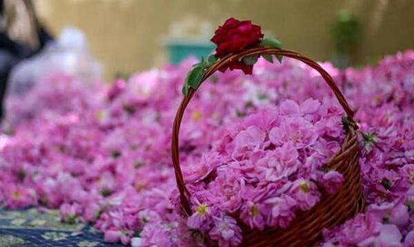 عکس زیبا گل محمدی