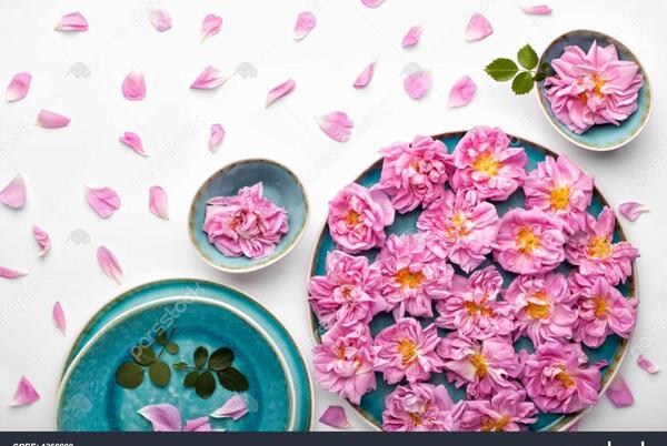 عکس زیبا گل محمدی