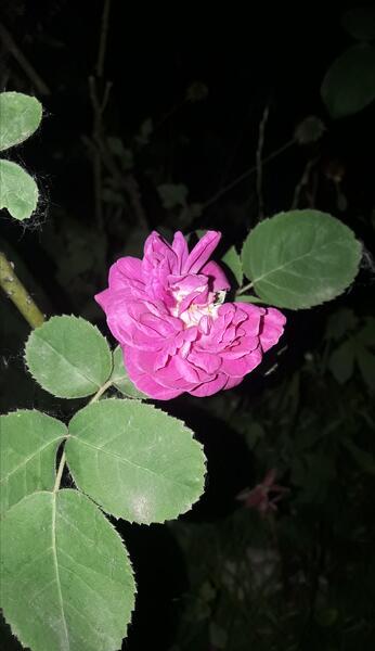 عکس زیبا گل محمدی
