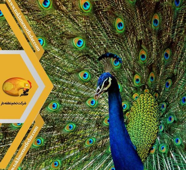 عکس زیبای طاووس
