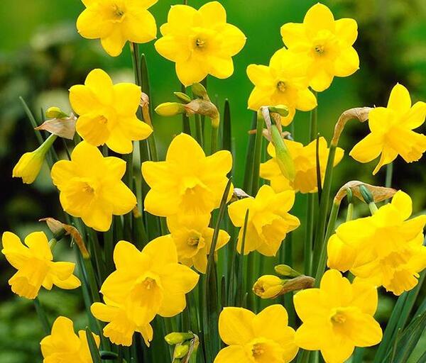 عکس زیبا از گل نرگس شیراز