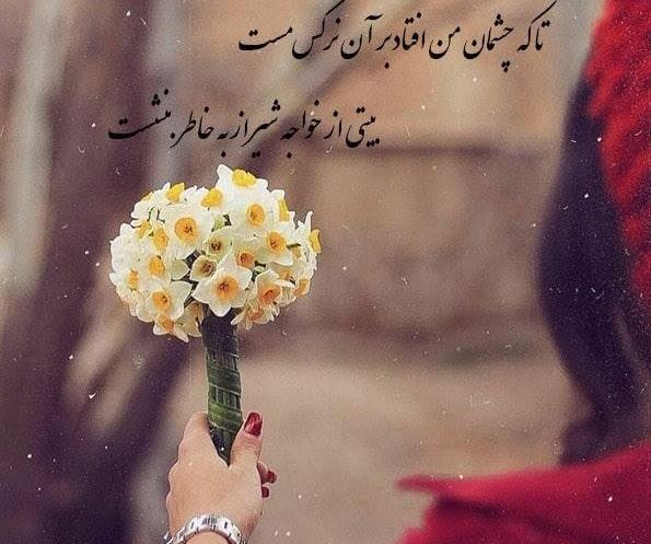 عکس زیبا از گل نرگس شیراز