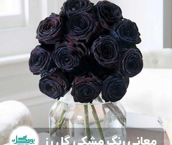 عکس زیبا از گل رز مشکی