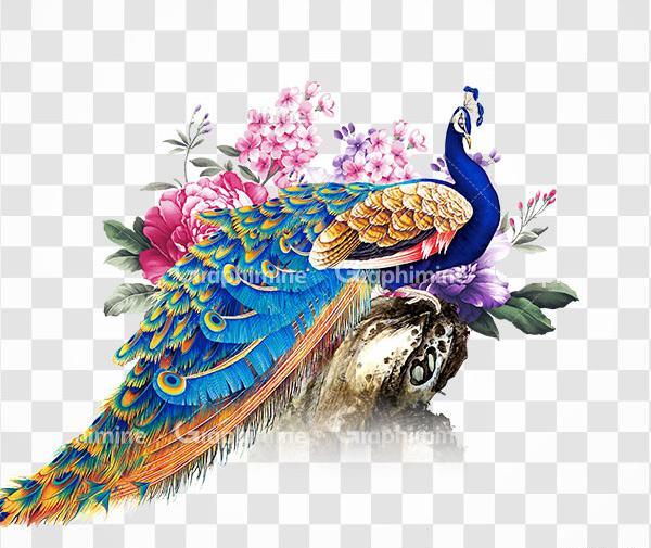 دانلود عکس طاووس خوشگل