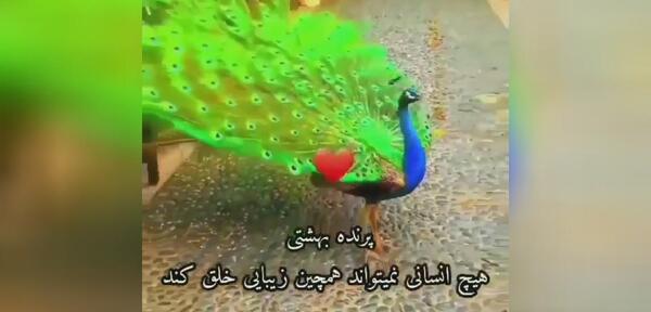 عکس خوشگل ترین طاووس جهان