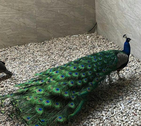 عکس پرنده ی طاووس
