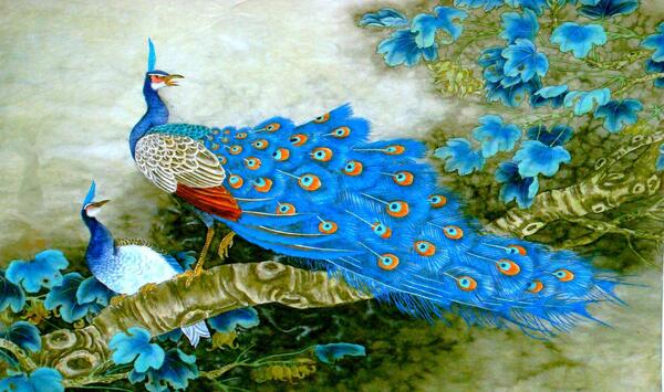 عکس پرنده زیبای طاووس