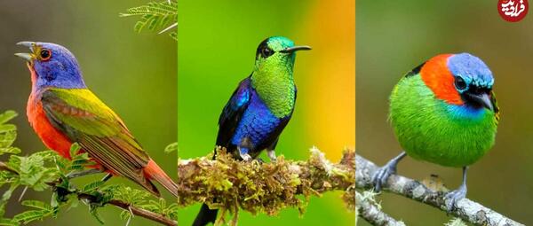 عکس پرنده زیبای طاووس