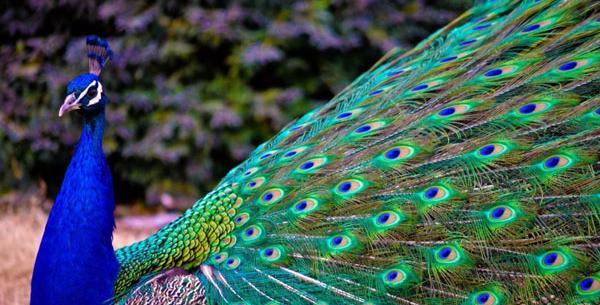 عکس پرنده زیبای طاووس