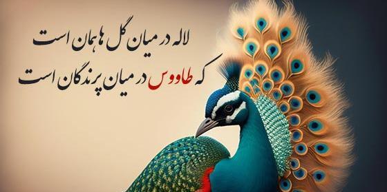 عکس پرنده زیبای طاووس