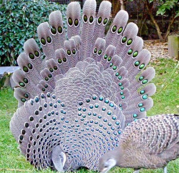 عکس پرنده زیبای طاووس