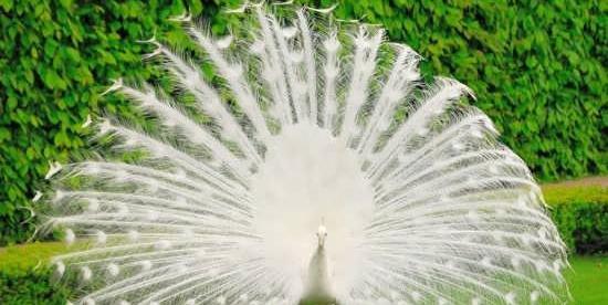 عکس پرنده طاووس زیبا