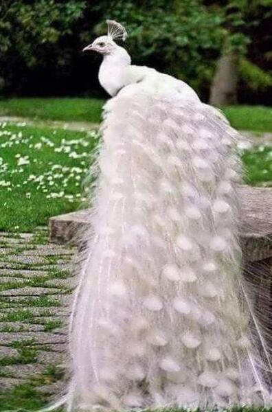 عکس پرنده طاووس زیبا