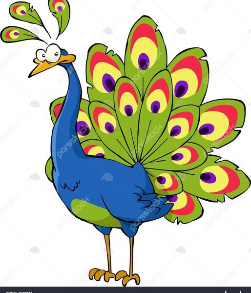 عکس طاووس برای نقاشی کودکان