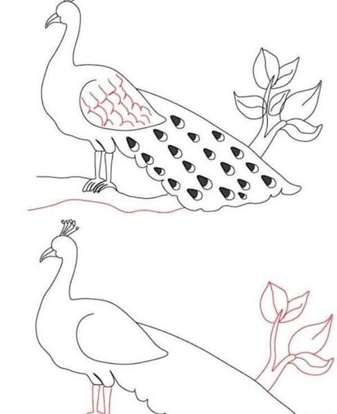 عکس طاووس برای نقاشی کودکان