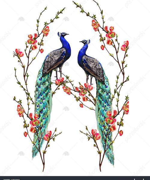 عکس پر طاووس برای تصویر زمینه