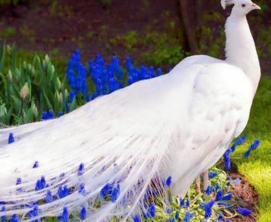 عکس پر طاووس برای تصویر زمینه