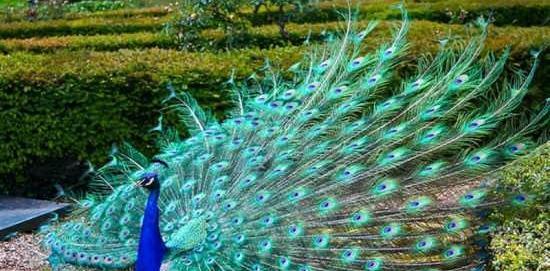 دانلود عکس طاووس برای پروفایل