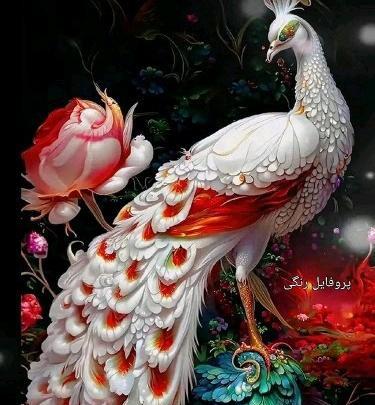 دانلود عکس طاووس برای پروفایل