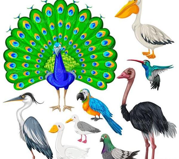 عکس طاووس نقاشی کودکانه