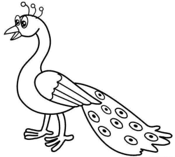 عکس طاووس نقاشی کودکانه