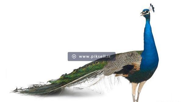 عکس طاووس آبی زیبا