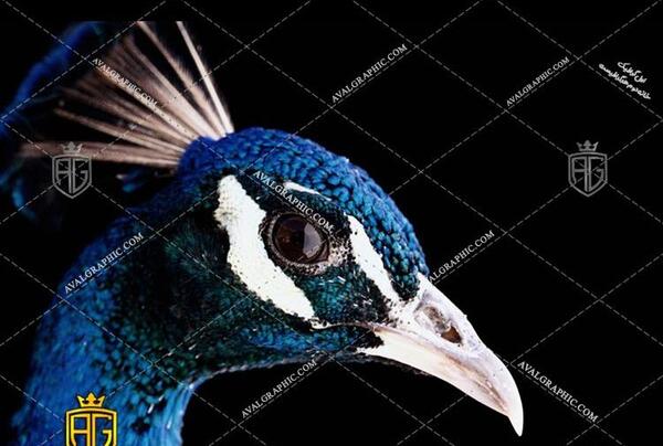 عکس طاووس آبی زیبا