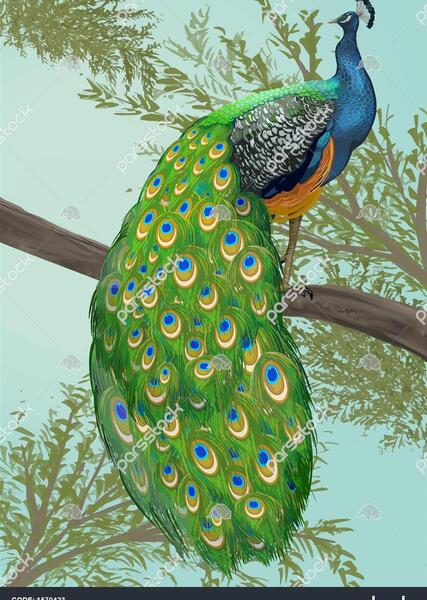 عکس نقاشی طاووس رنگ شده