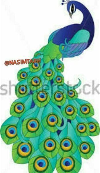 عکس نقاشی طاووس رنگ شده