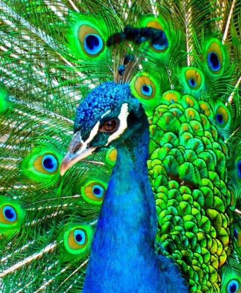 عکس نقاشی طاووس راحت