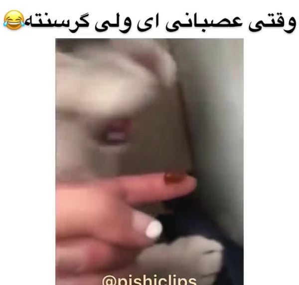 عکس های طنز ویسگون