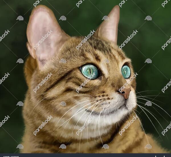عکس گربه زیبا برای نقاشی
