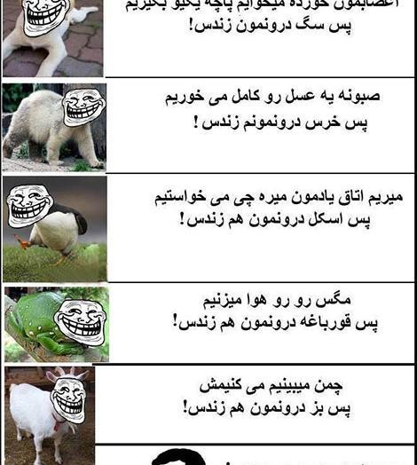 عکس طنز از قورباغه