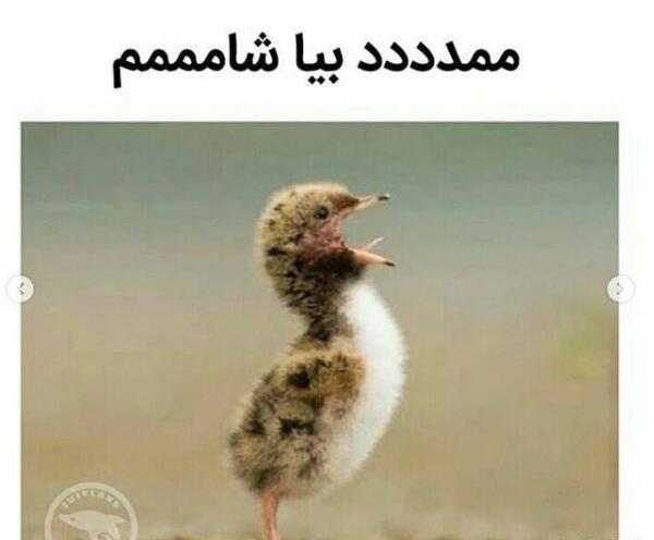 طنز عکس میقولی بدون متن