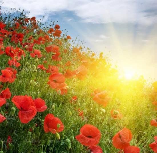 عکس های زیبای طلوع خورشید