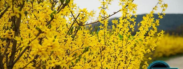 عکس زیبای گل یاس