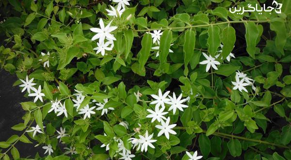 عکس زیبای گل یاس