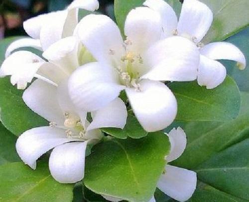 عکس زیبای گل یاس